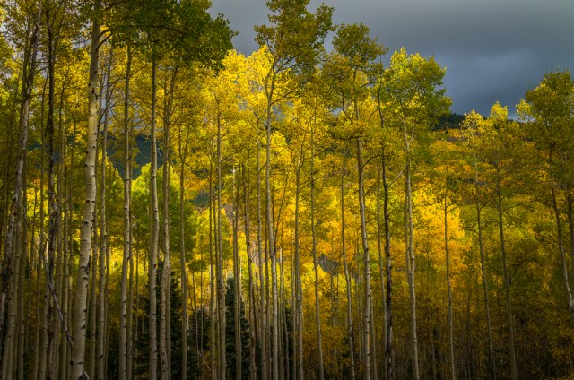 Aspens Before a Storm 02-